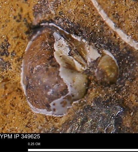 Protocardia?