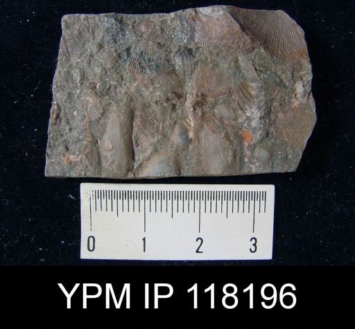 Pholidops acadiensis