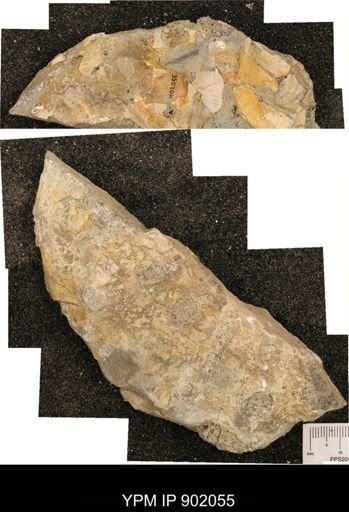 undet. Ammonoidea