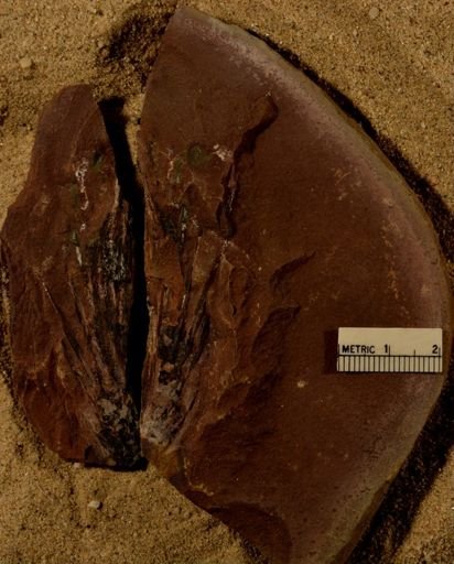 Lepidophyllum