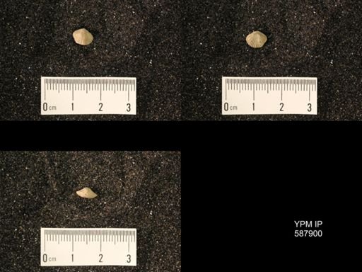 Zygospira modesta