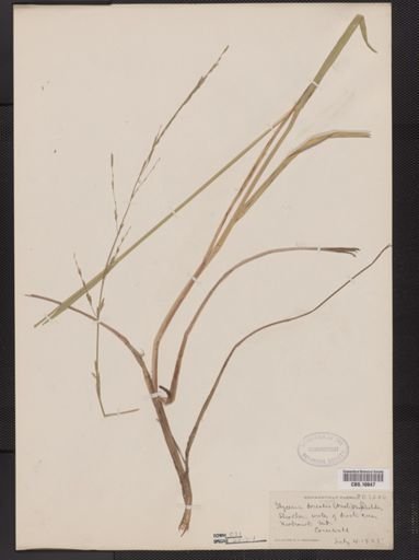 Glyceria borealis