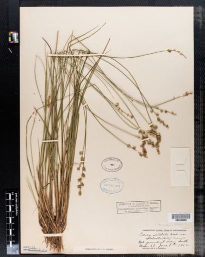 Carex stellulata