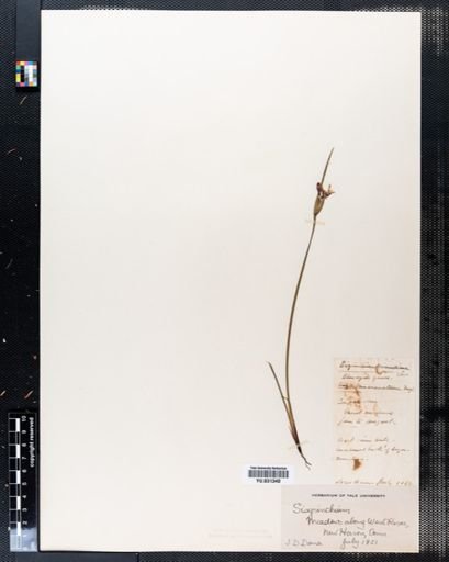 Sisyrinchium
