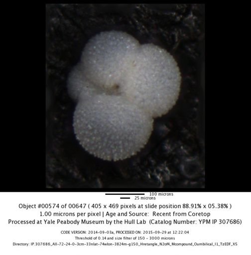undet. Foraminiferida