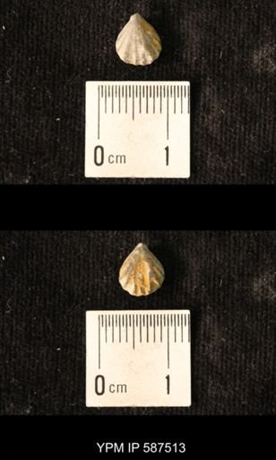 Camarotoechia whitei