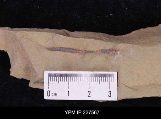 Ichnofossil
