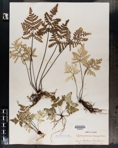 Pityrogramma