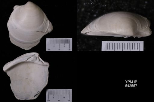 Dosinia (Dosinia) acetabulum?