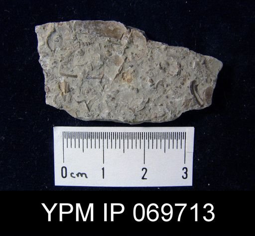 Plectambonites sericeus
