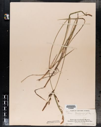 Carex