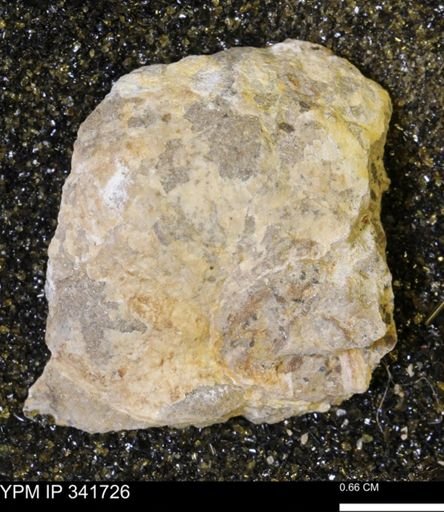 Scaphites sp.
