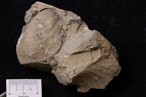Inoceramus sp.