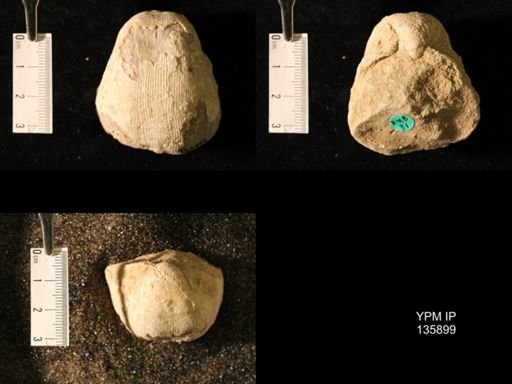 Productus (Linoproductus) lineatus