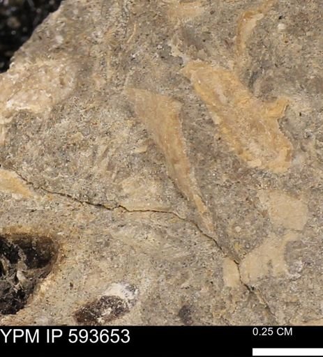 Baculites sp.