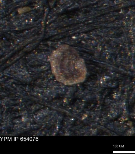 Spirolocammina planula