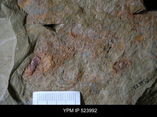 undet. Graptolithina