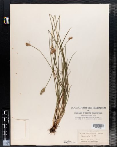 Carex albolutescens