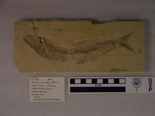 Leptolepis dubius