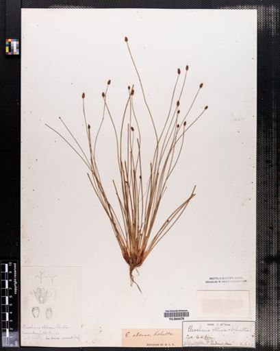 Eleocharis obtusa