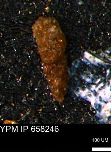 Verneuilinoides kansasensis