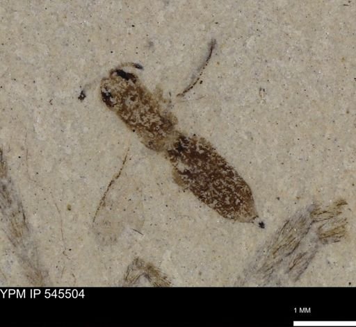undet. Ichneumonoidea