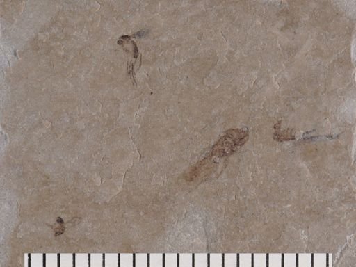 undet. Mycetophilidae