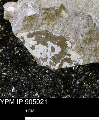 undet. Ammonoidea