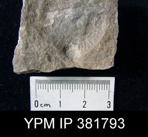Strophomena fluctuosa