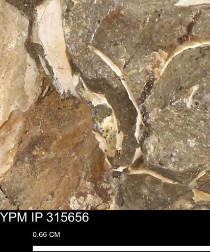 Baculites eliasi
