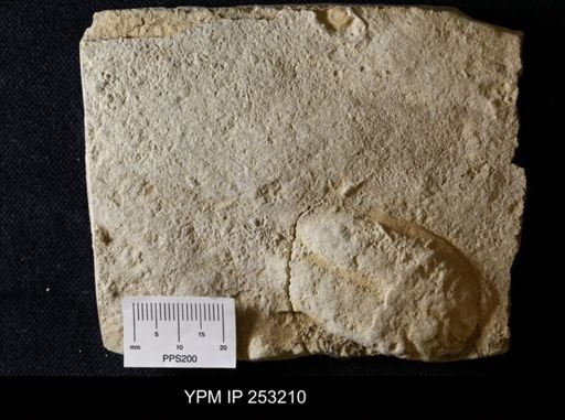 Rusophycus?