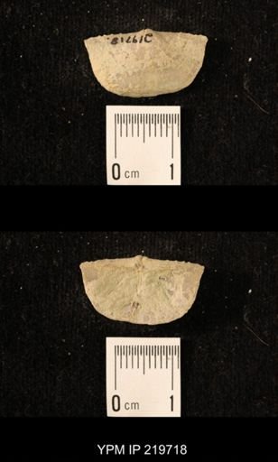 Chonetes granulifer