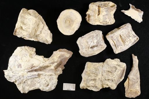 Xiphactinus audax