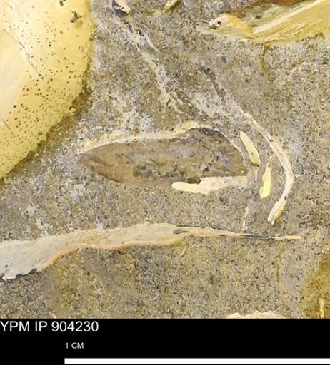 undet. Mollusca