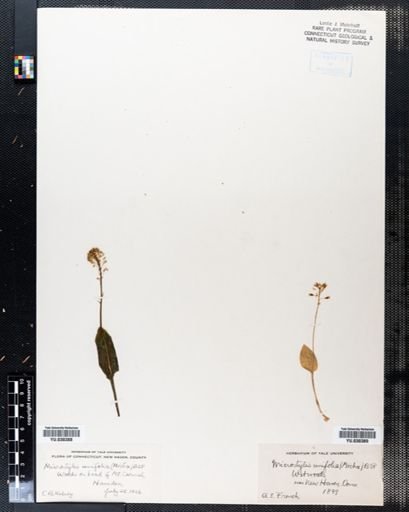 Malaxis unifolia