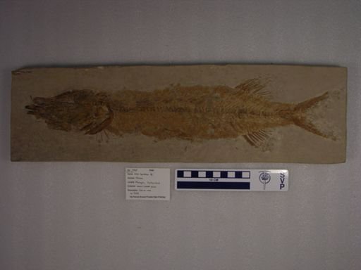 Esox lepidotus