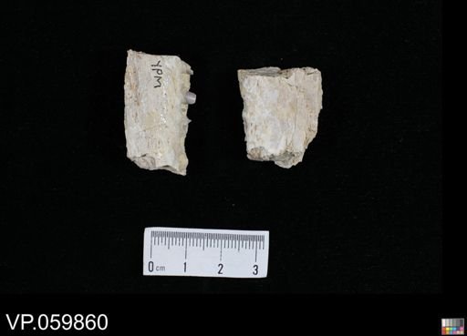 undet. Actinopterygii