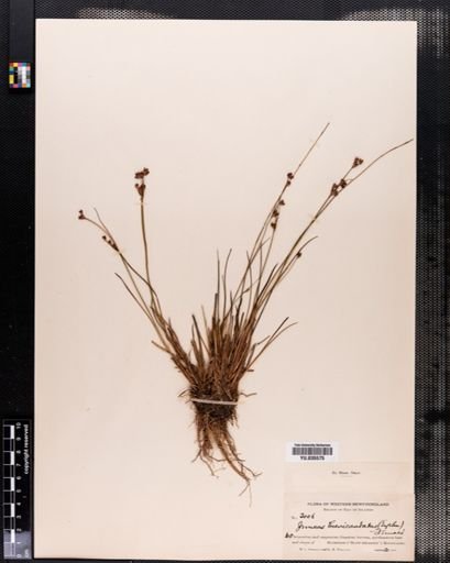 Juncus brevicaudatus