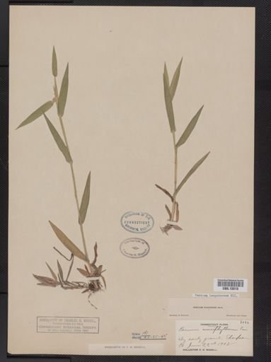 Panicum lanuginosum