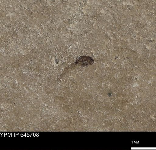 undet. Diptera
