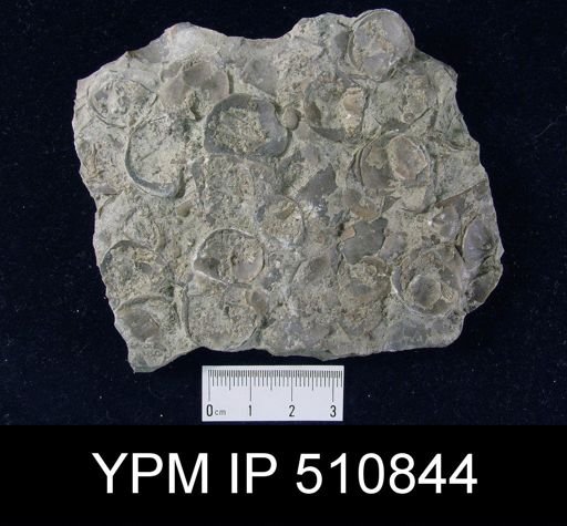 Brachyprion anticostiense