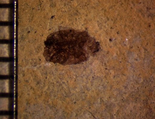 undet. Coleoptera