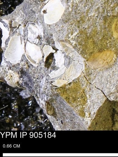undet. Bivalvia