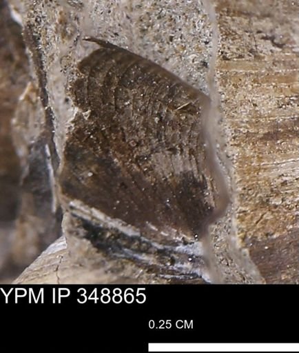 Limopsis striatopunctatus
