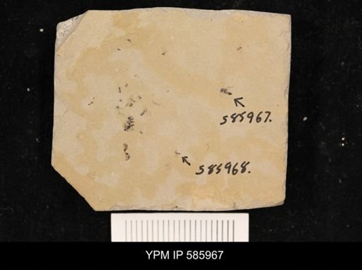 undet. Hymenoptera