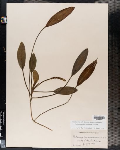Potamogeton nodosus