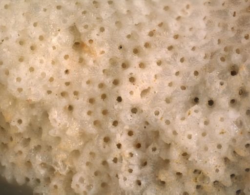 Schizoporellidae