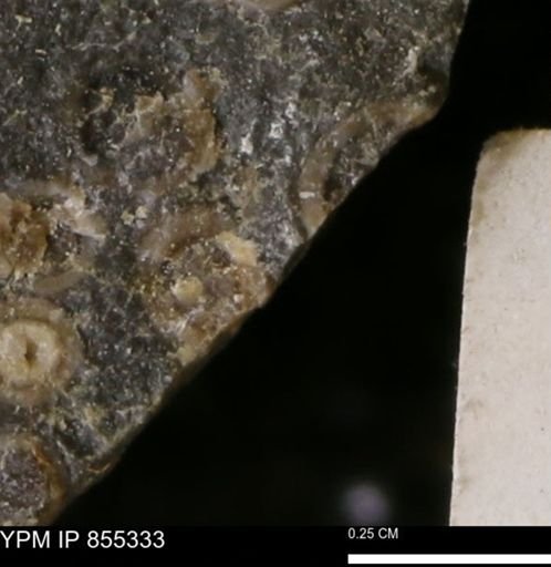 undet. Mollusca