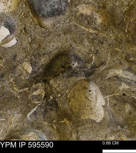 Protocardia sp.