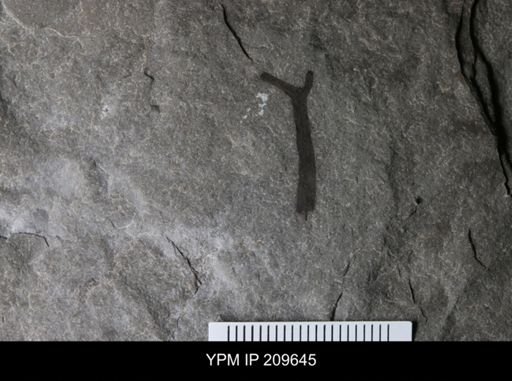 Cooksonia sp.